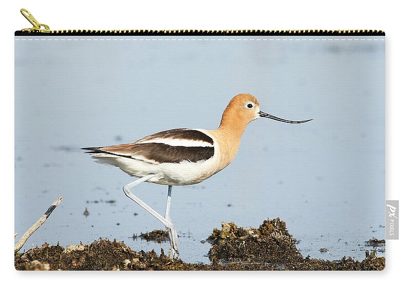 American Avocet Zip Pouch featuring the photograph American Avocet by Ryan Crouse
