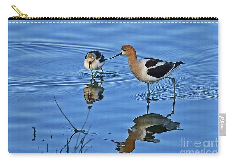 American Avocet Zip Pouch featuring the photograph American avocet with Chick by Amazing Action Photo Video