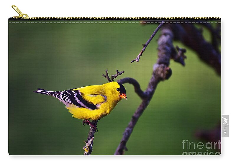 American Goldfinch Zip Pouch featuring the photograph American Goldfinch by Bailey Maier