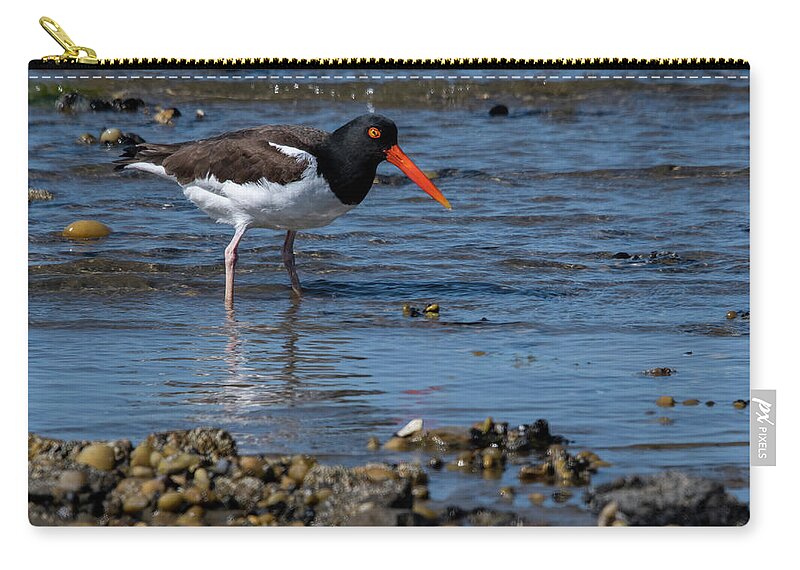 Shore Carry-all Pouch featuring the photograph American Oystercatcher by Cathy Kovarik