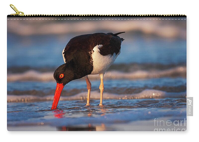 Birds Zip Pouch featuring the photograph American Oystercatcher Sunrise by John F Tsumas
