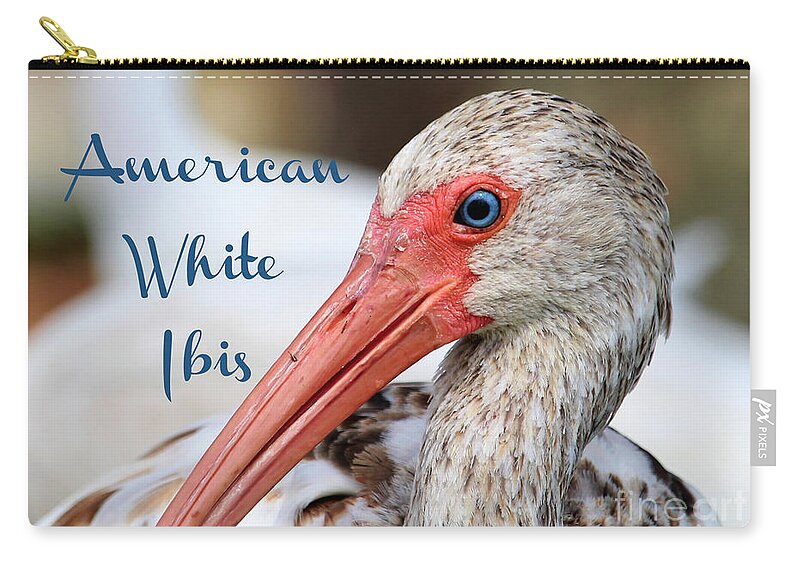 American White Ibis Zip Pouch featuring the photograph American White Ibis by Joanne Carey