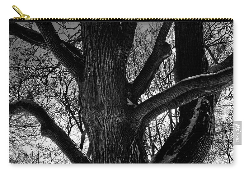 Tree Zip Pouch featuring the photograph Ancient tree by Stephanie Moore