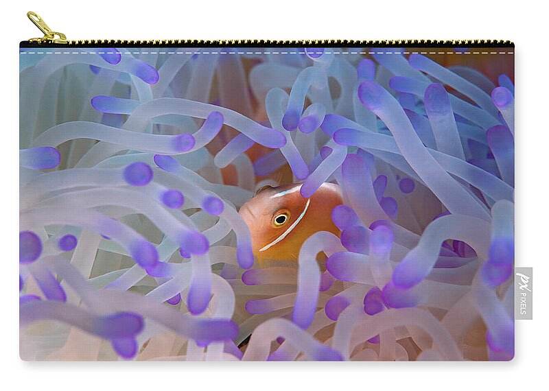 Fish Zip Pouch featuring the photograph Anemonefish 2 by Tanya G Burnett