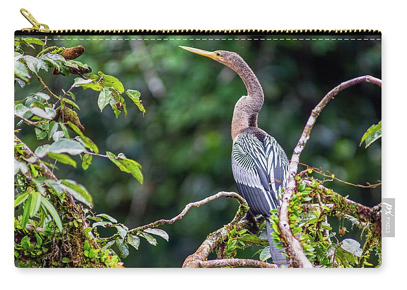 Amazon Zip Pouch featuring the photograph Anhinga - American darter - snake bird by Henri Leduc