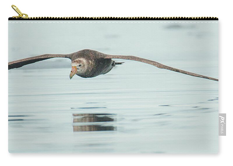 05feb20 Carry-all Pouch featuring the photograph Antarctic Giant Petrel Low Level Over Fournier Bay by Jeff at JSJ Photography