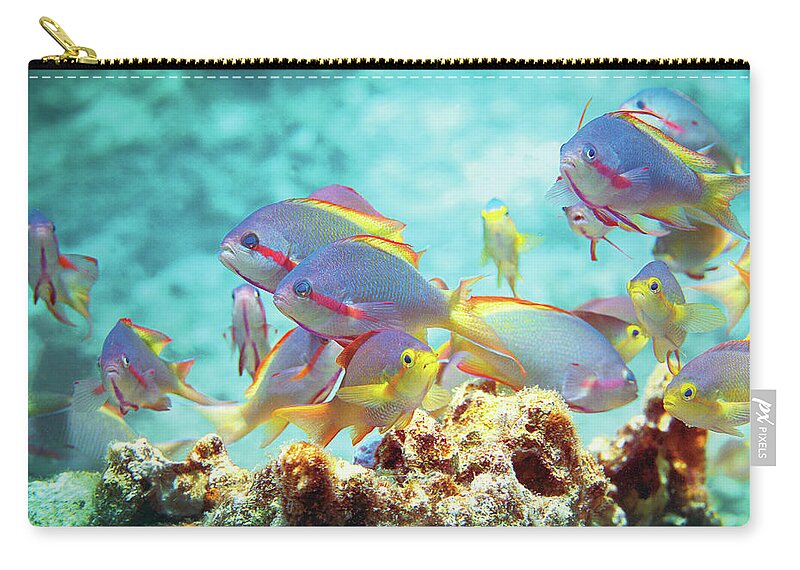 Anthias Zip Pouch featuring the photograph Anthias fish - Colorful bustle on top of coral reef - by Ute Niemann