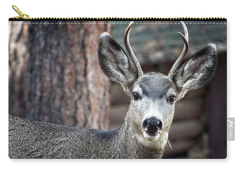 Rack Carry-all Pouch featuring the photograph A Curious Deer by Loren Gilbert