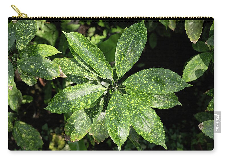 Aucuba Zip Pouch featuring the photograph Aucuba Japonica Plant Leaves by Artur Bogacki