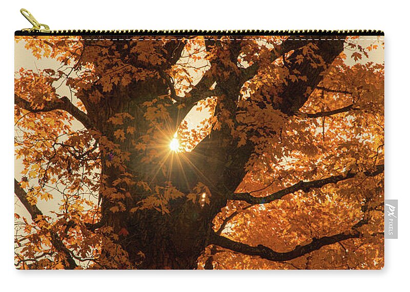 Autumn Zip Pouch featuring the photograph Autumn Morning Sunlight Through Tree 2 by Michael Saunders