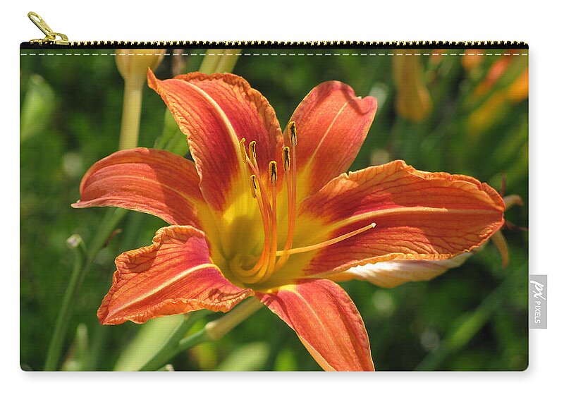 Flower Zip Pouch featuring the photograph Awesome Amaryllis Along The Way by Lin Grosvenor