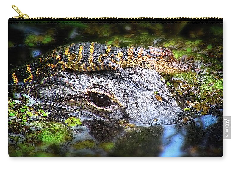 Alligator Zip Pouch featuring the photograph Baby Alligator and Mother Alligator by Mark Andrew Thomas