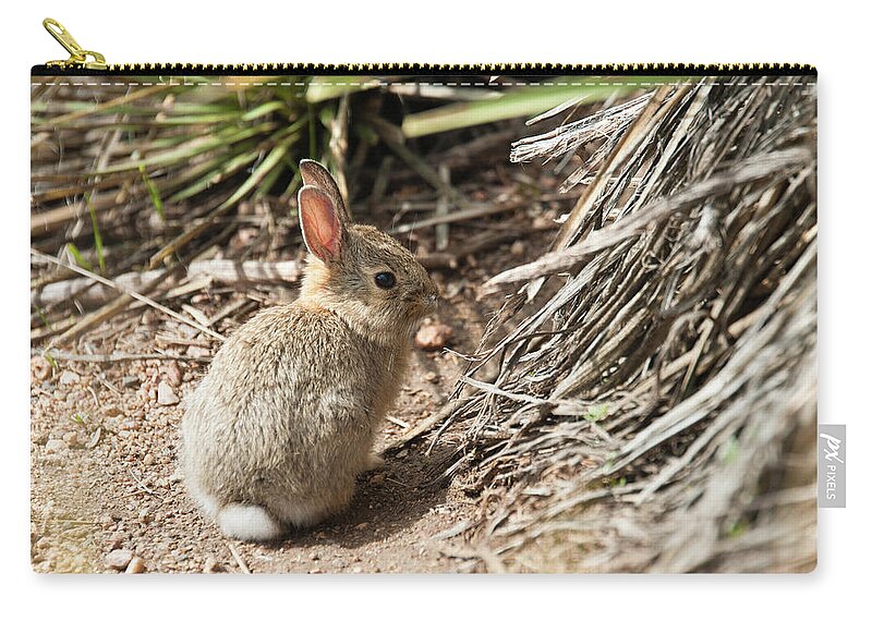Colorado Zip Pouch featuring the photograph Baby Bunny by Tara Krauss