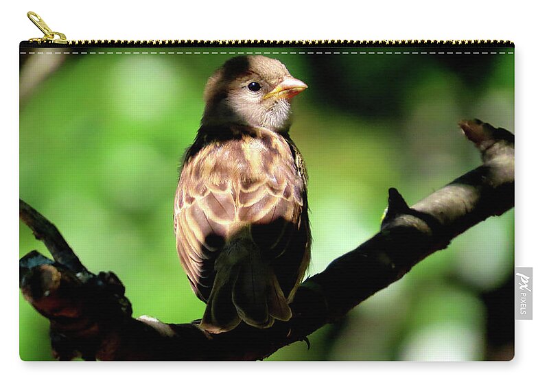 Birds Zip Pouch featuring the photograph Baby House Sparrow in the Shadows by Linda Stern