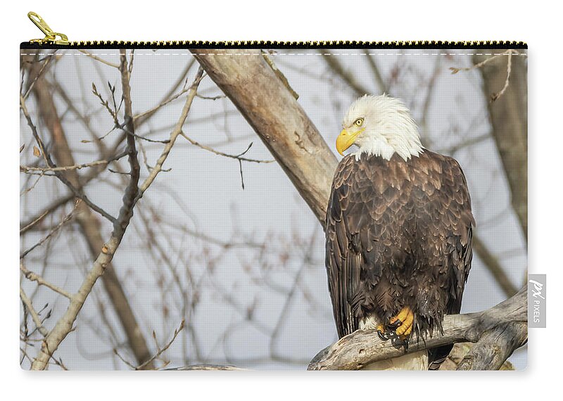 American Bald Eagle Carry-all Pouch featuring the photograph Bald Eagle 2021-2 by Thomas Young