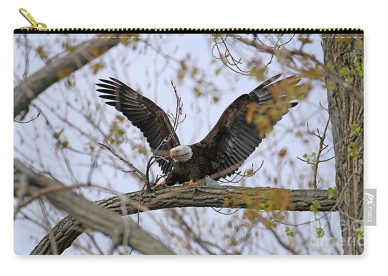 Bald Eagle Zip Pouch featuring the photograph Bald Eagle Breaking Off Branch For Nest 1734 by Jack Schultz