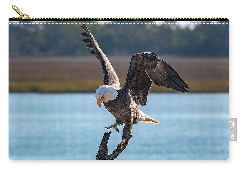 Bald Eagle Zip Pouch featuring the photograph Bald Eagle Landing by D K Wall