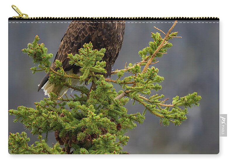 Eagle Zip Pouch featuring the photograph Bald Eagle on Top of Spruce by Bill Cubitt