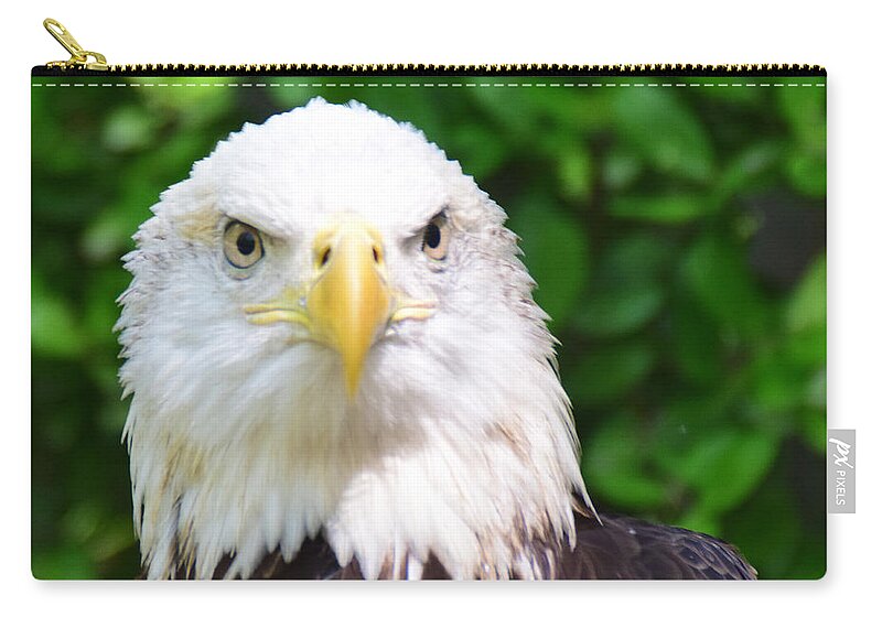 Bird Zip Pouch featuring the photograph Bald Eagle Stare by Ed Stokes
