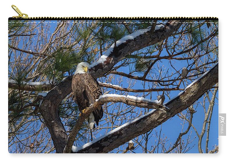 Bald Zip Pouch featuring the photograph Bald Eagle Watching Her Domain by Liza Eckardt