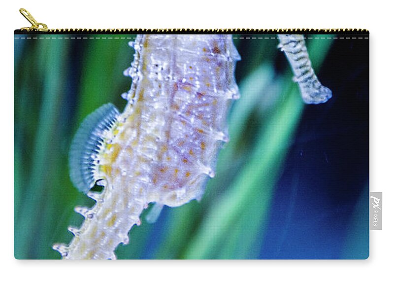 Barbou's Seahorse Zip Pouch featuring the photograph Barbou's Seahorse by WAZgriffin Digital