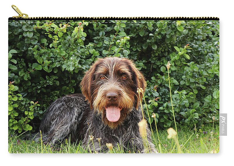 Dog Zip Pouch featuring the photograph Barbu tcheque typical for czech republic lying in shadow during hot summer days. Female dog with tongue out is looking at camera. Outdoor activities. Tired after hunting. Happy expression by Vaclav Sonnek