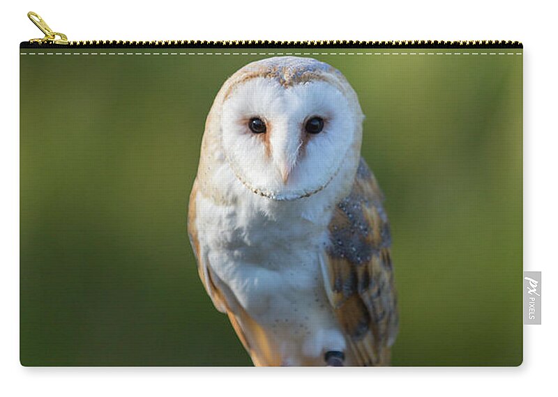 Barn Owl Zip Pouch featuring the photograph Barn Owl by Anita Nicholson