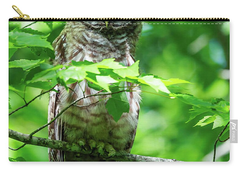 Wildlife Zip Pouch featuring the photograph Barred Owl by David Lee