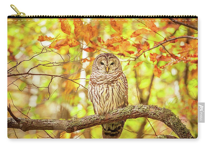 Barred Owl Zip Pouch featuring the photograph Barred Owl In Autumn Natchez Trace MS by Jordan Hill