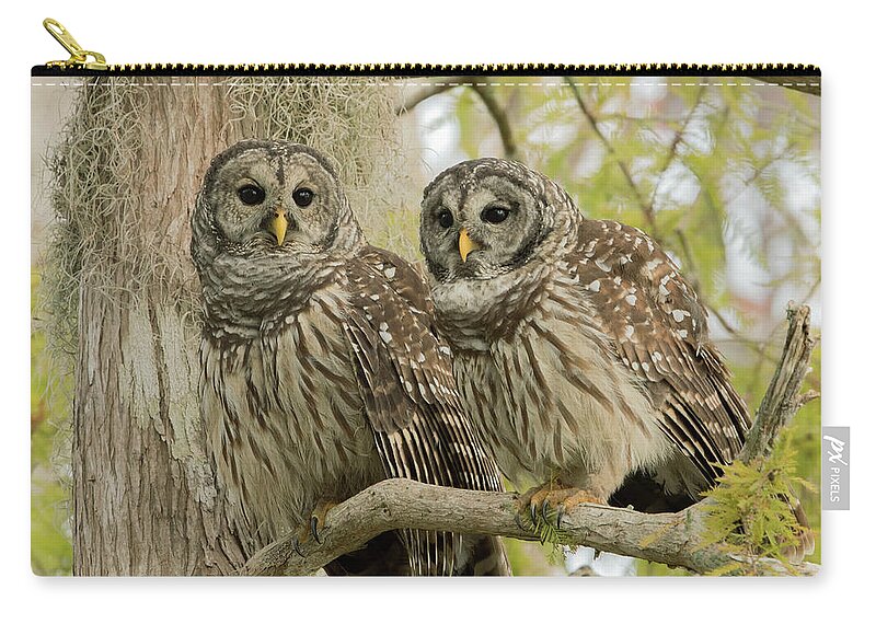 Ron Bielefeld Carry-all Pouch featuring the photograph Barred Owl Pair by Ron Bielefeld