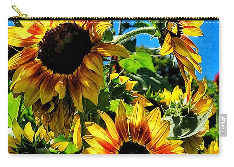 Sunflower Zip Pouch featuring the photograph Basking by Terry Ann Morris