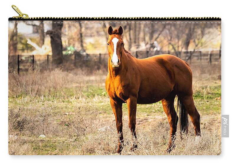 Horse Carry-all Pouch featuring the photograph Bay Horse 1 by C Winslow Shafer