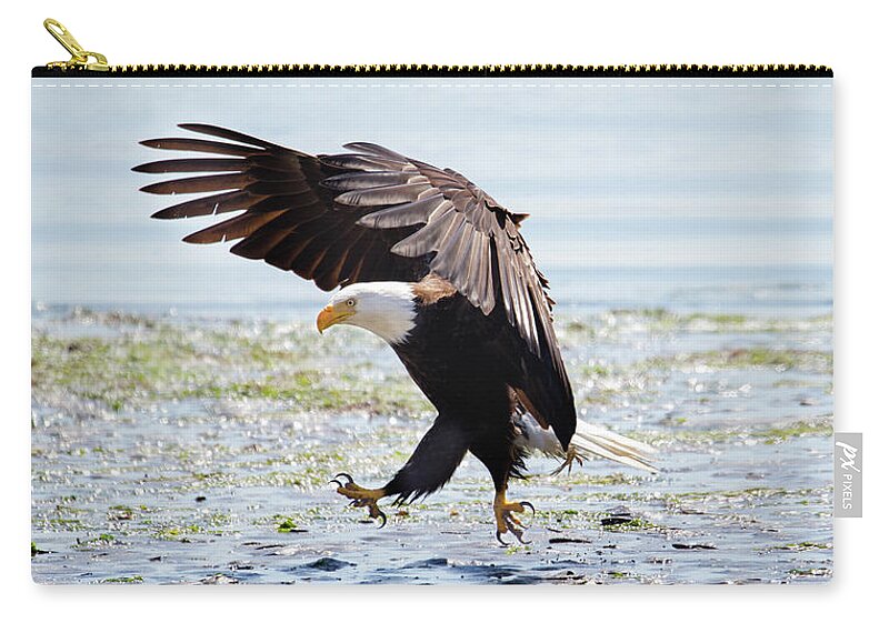 Nature Zip Pouch featuring the photograph Beach Comber - Bald Eagle by Belen Bilgic Schneider