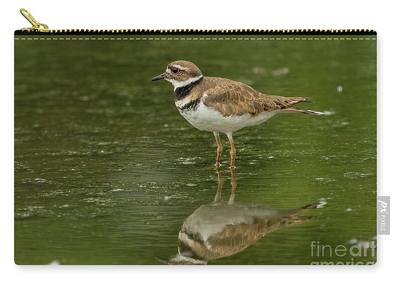 Killdeer Carry-all Pouch featuring the photograph Beautiful killdeer by Sam Rino