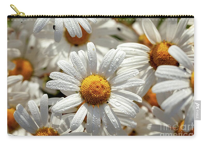 Daisies Carry-all Pouch featuring the photograph Beautiful large wild daisies with water drops by Simon Bratt