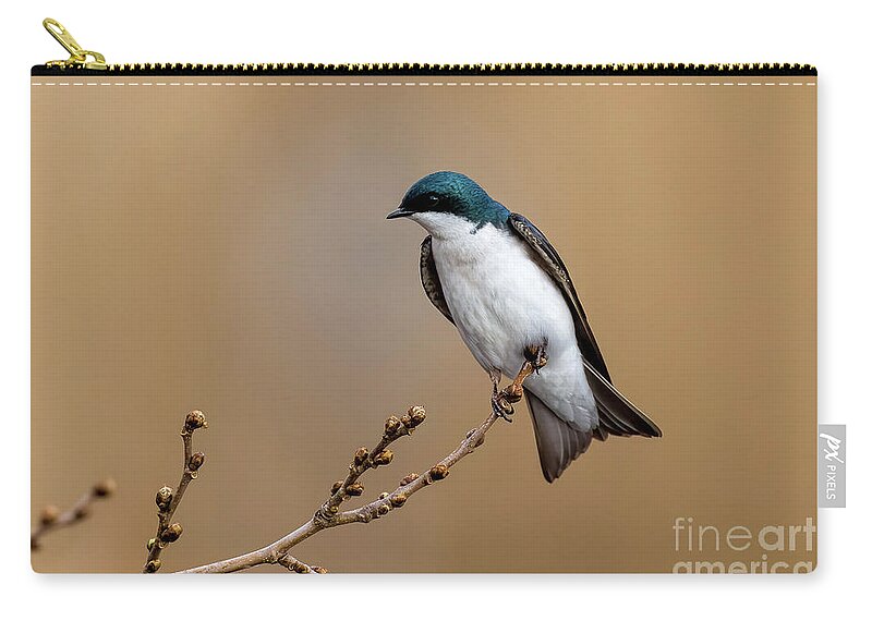 Tree Swallow Zip Pouch featuring the photograph Beautiful Tree Swallow by Sam Rino