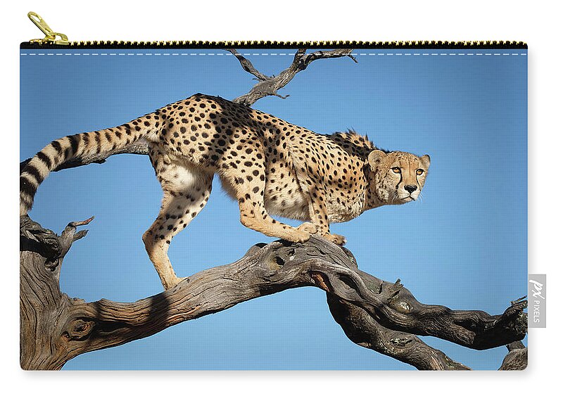 Beauty Zip Pouch featuring the photograph Beauty, Awe and Amazing Grace in a Cheetah by Roberta Kayne