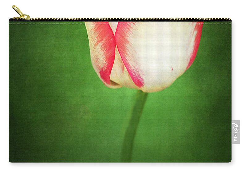 Beauty Of Spring Zip Pouch featuring the photograph Beauty of Spring Tulip Delight by Anita Pollak