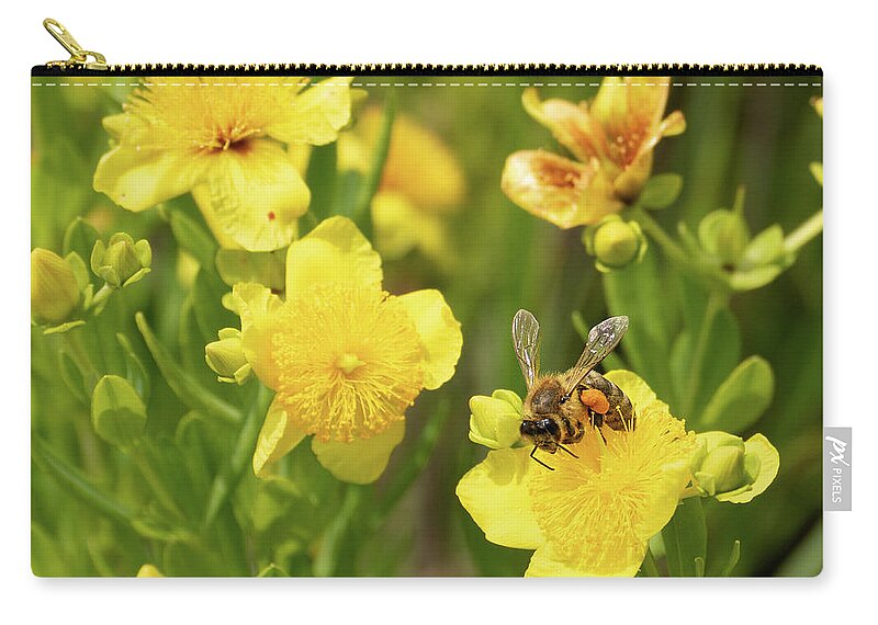  Illinois Beach State Park Zip Pouch featuring the photograph Bee Resting on a Yellow Flower by David Morehead