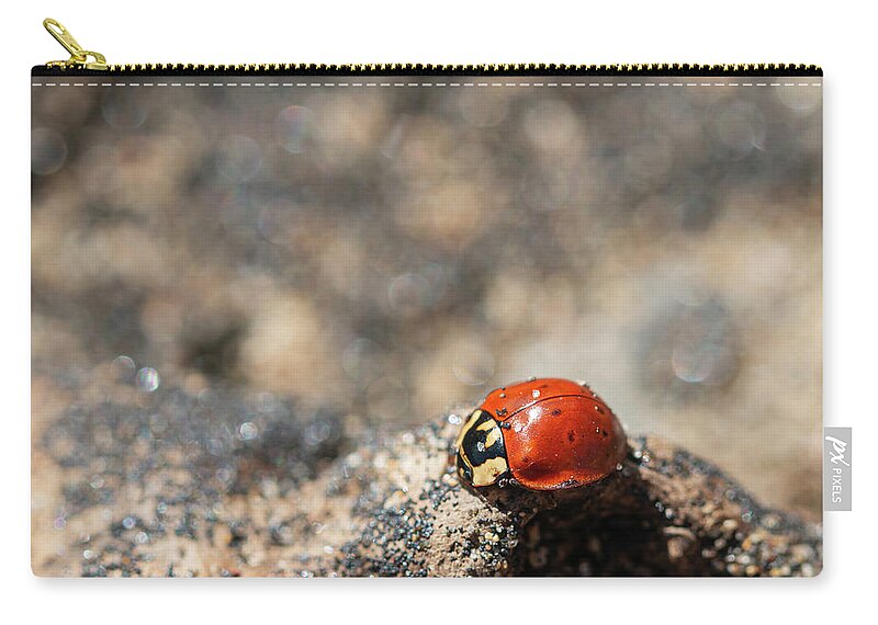 Beetle Zip Pouch featuring the photograph Beetle at the Beach by Vanessa Thomas