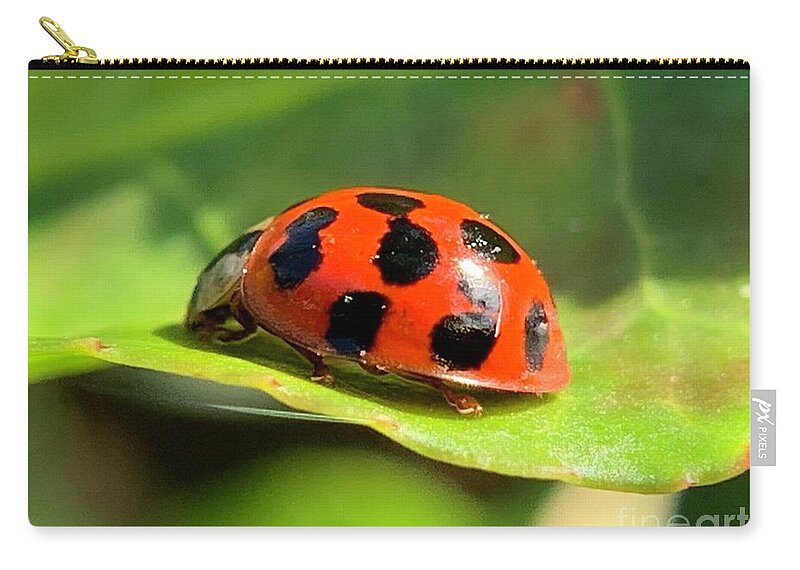 Beetle Zip Pouch featuring the photograph Beetle Beauty by Catherine Wilson