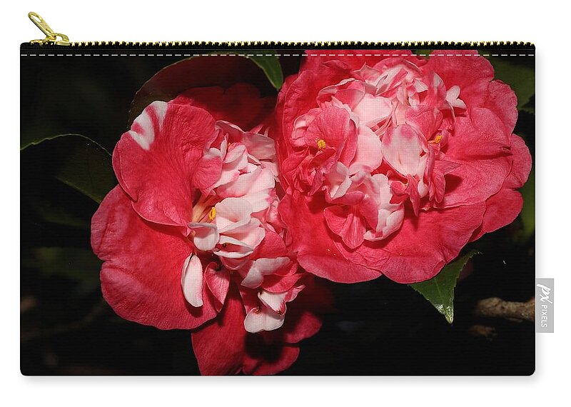 Camellia Zip Pouch featuring the photograph Bi-Color Camellia IX by Mingming Jiang