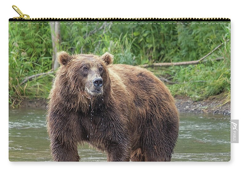 Bear Zip Pouch featuring the photograph Big brown bear in river by Mikhail Kokhanchikov