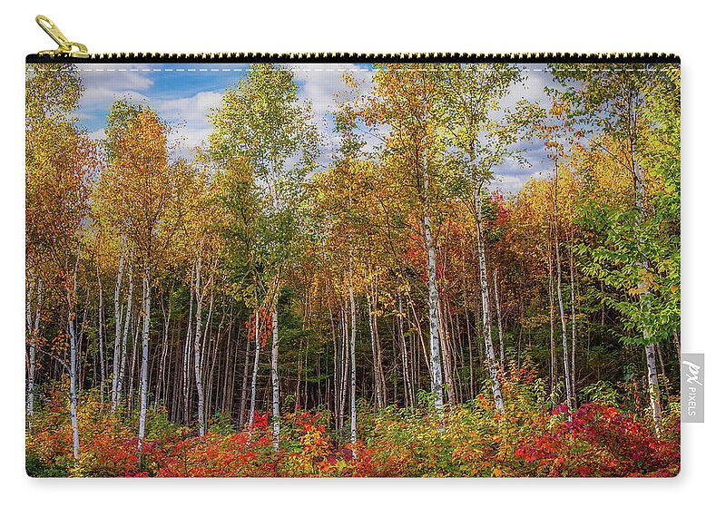Maine Birch Trees Zip Pouch featuring the photograph Birch trees turn to gold by Jeff Folger