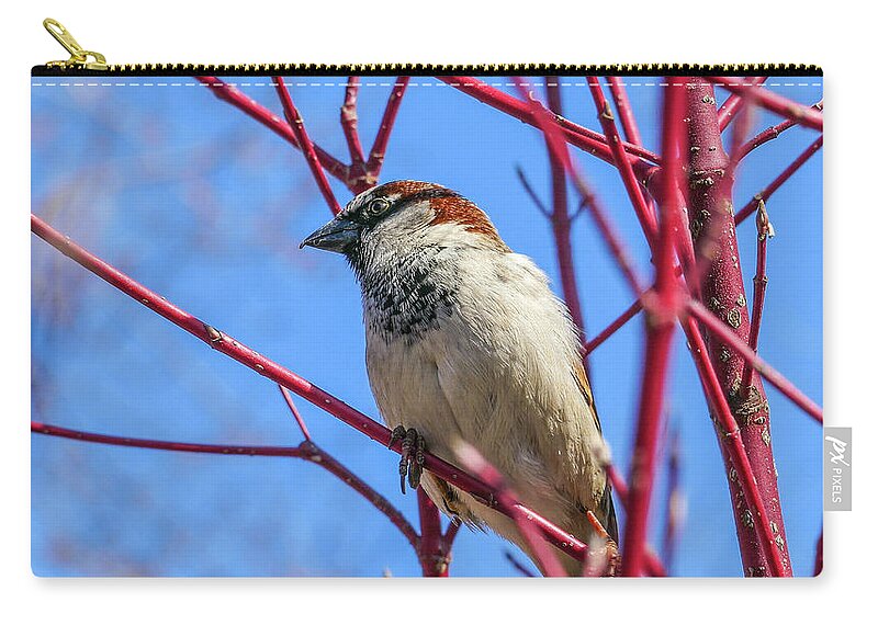 Bird Red Branches Carry-all Pouch featuring the photograph Bird on Red Branches by David Morehead