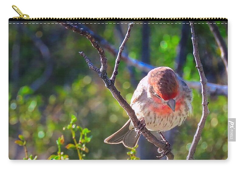 Feathers Zip Pouch featuring the photograph Bird Takes a Bow by Judy Kennedy
