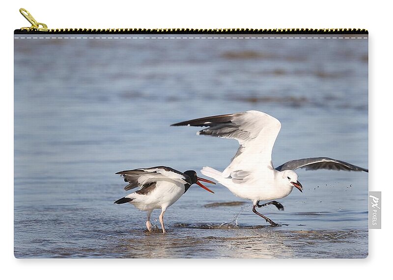 Seagulls Carry-all Pouch featuring the photograph Birds' Fight by Mingming Jiang