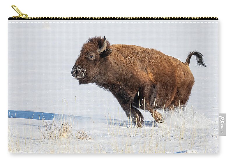 Bison Zip Pouch featuring the photograph Bison Cow on the Run in the Snow by Tony Hake