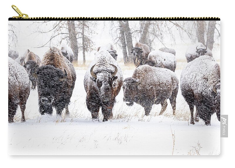 Bison Zip Pouch featuring the photograph Bison Herd Moving Through a Snowstorm by Tony Hake