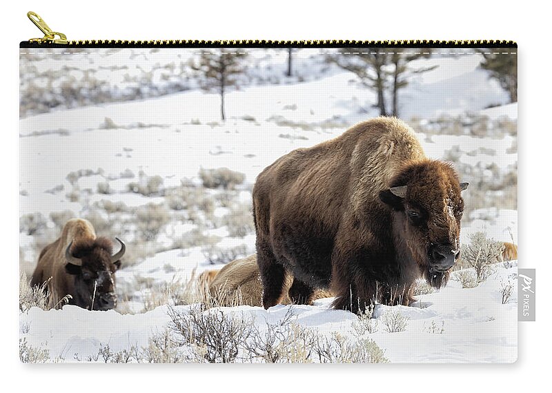Yellowstone National Park Zip Pouch featuring the photograph Bison in the Snow by Cheryl Strahl